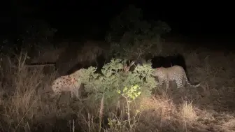 Скачать видео: 花豹试图在夜晚偷袭一只小个子鬣狗