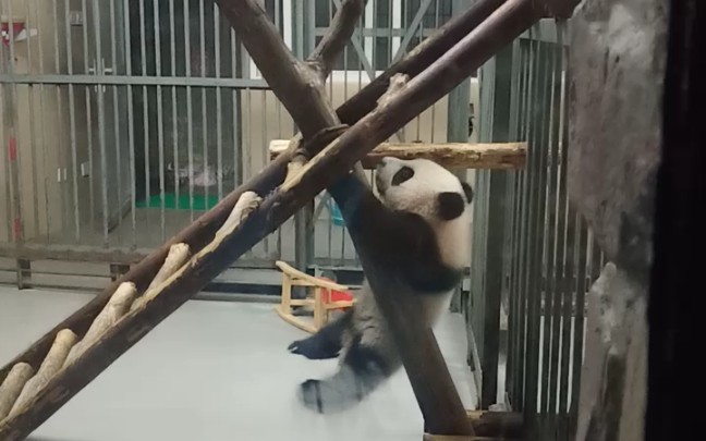 大熊猫中的小熊猫滚滚