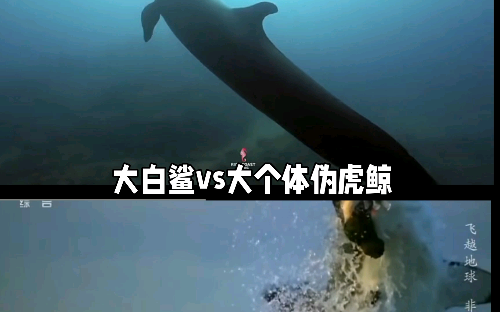 大白鲨vs大个体伪虎鲸