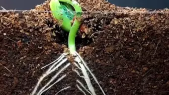 初中生物——种子的萌发（红豆种子）