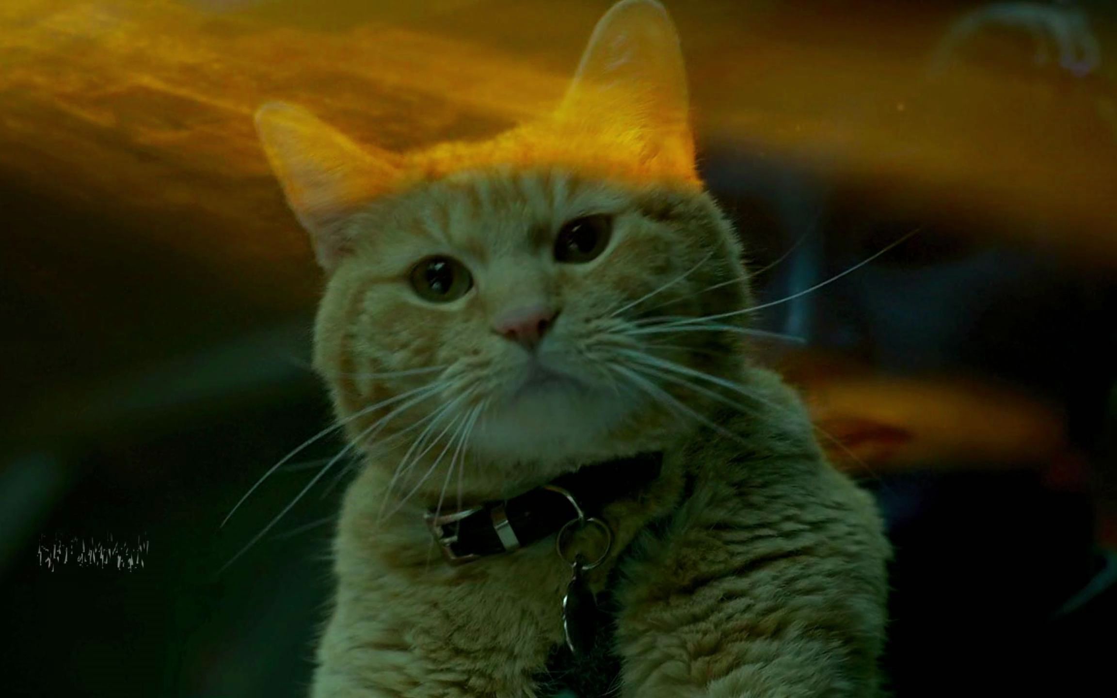 "谁能想到这么可爱的小橘猫是只可以吞噬宇宙的噬元兽呢?