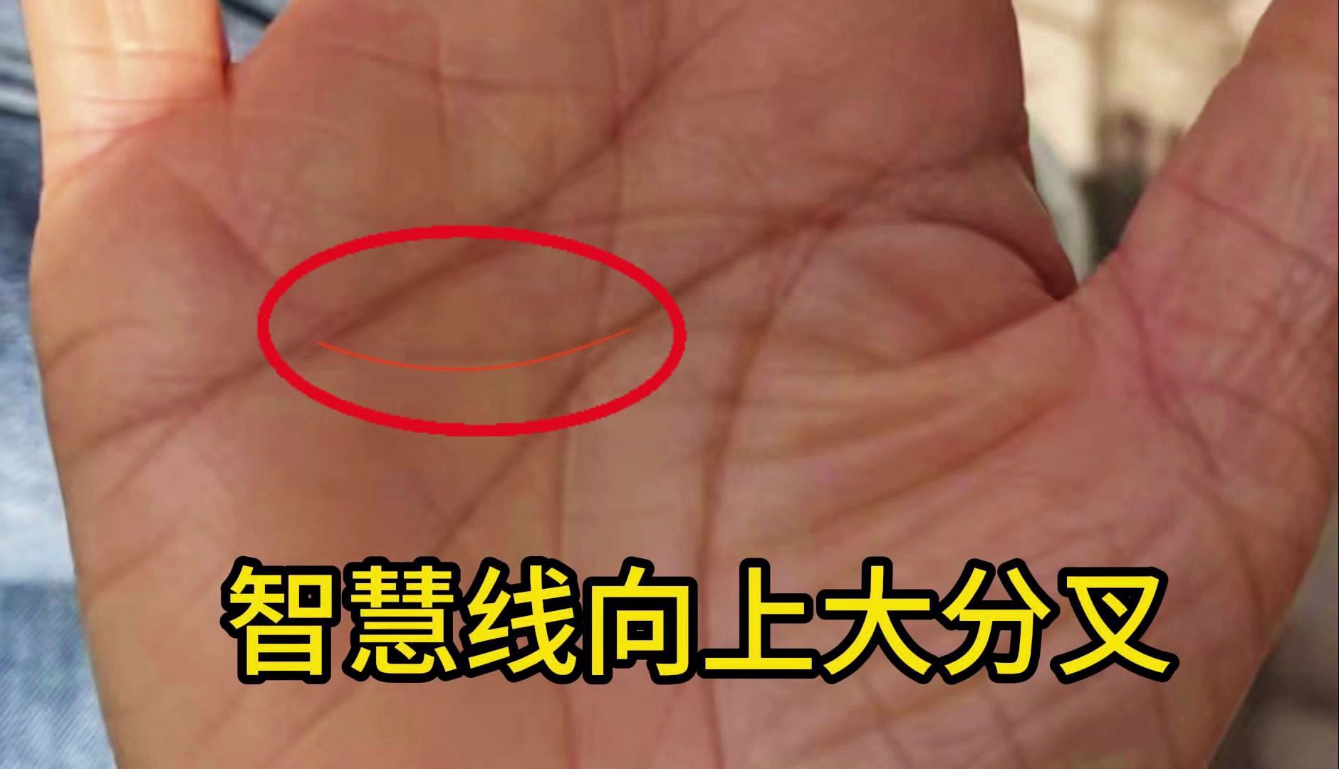 识人有术,智慧线分叉向上