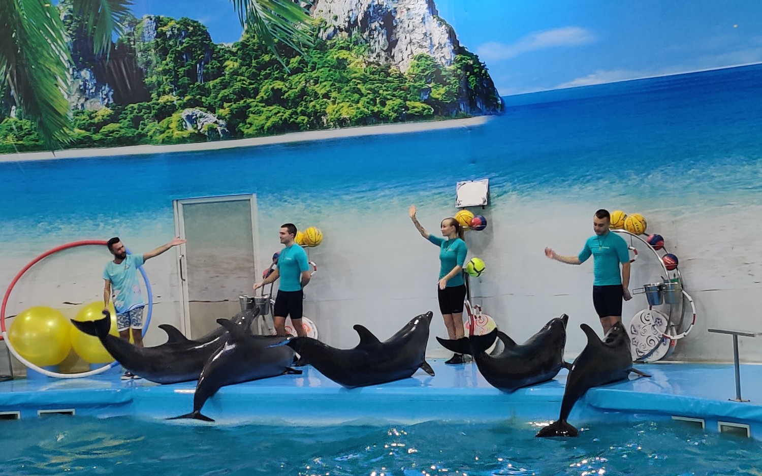 战斗民族训练的海豚