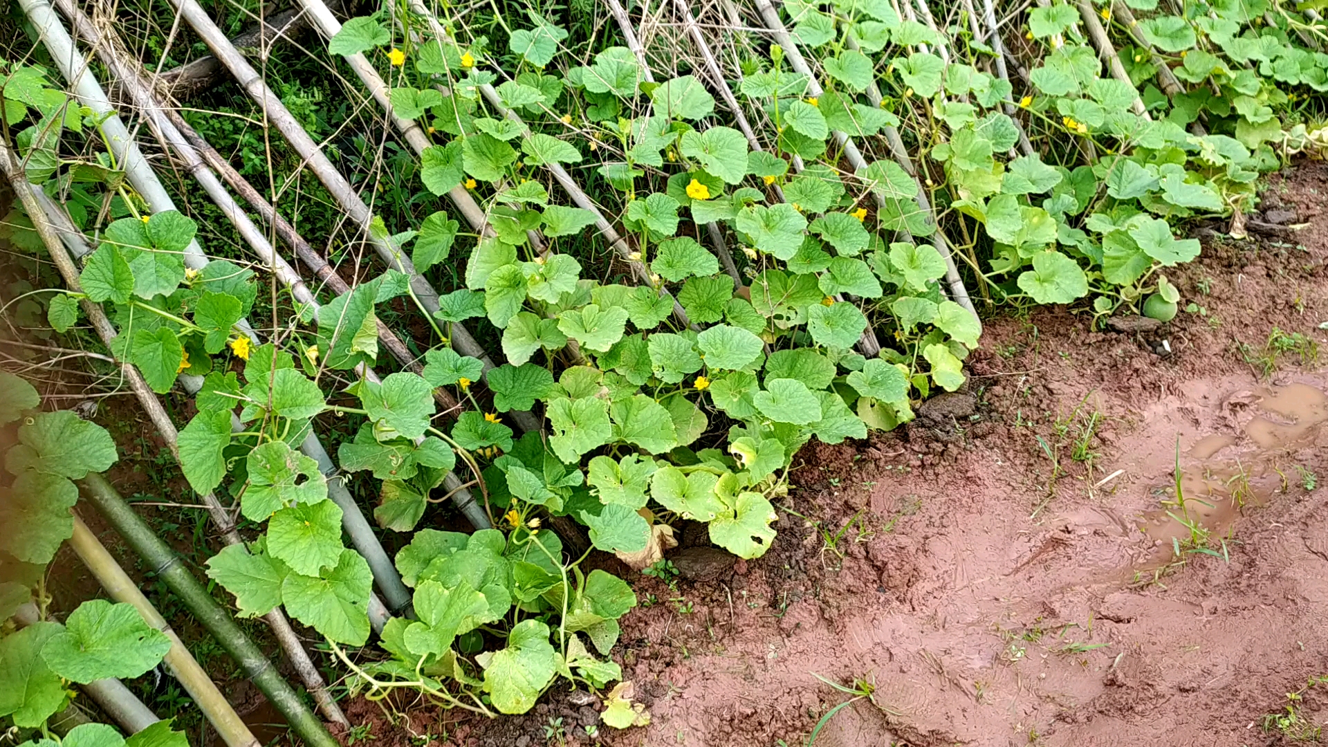 [图]瓜果飘香愿景可期