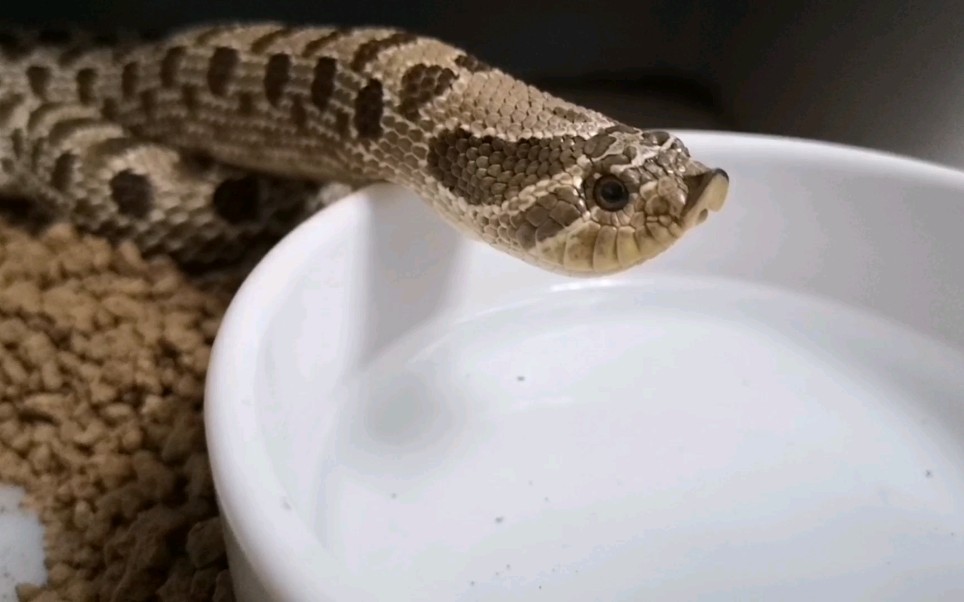 【猪鼻蛇】一个喝水合集_哔哩哔哩_bilibili