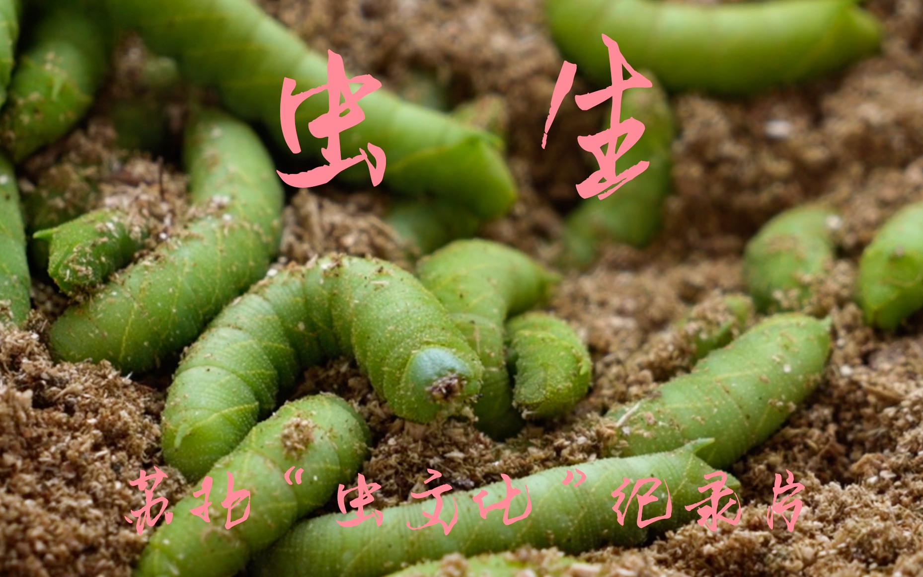 [图]【纪录片】虫生 一起吃虫虫！