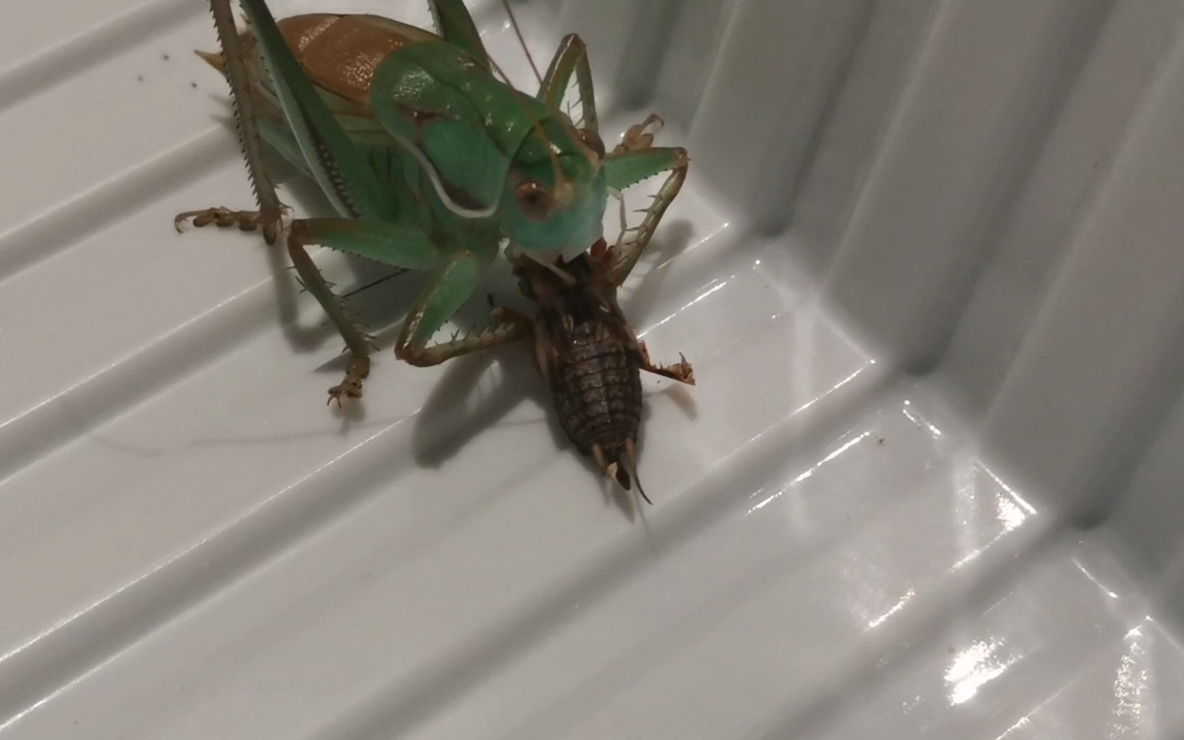 海蓝蝈蝈熊抱05