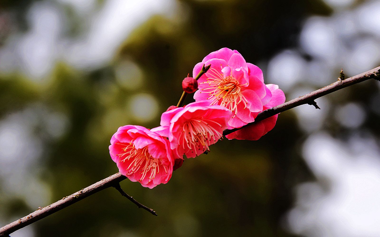 【原创】梅花引—游武汉青山公园梅岭〔摄录剪辑