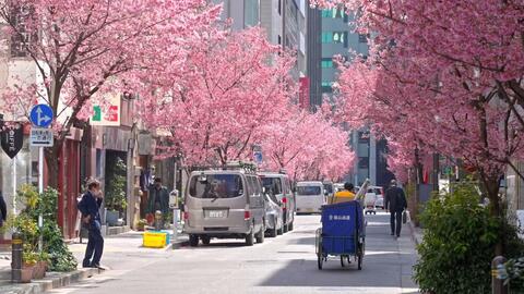 4k超清漫步日本 东京目黑樱花节21年3月 哔哩哔哩 つロ干杯 Bilibili