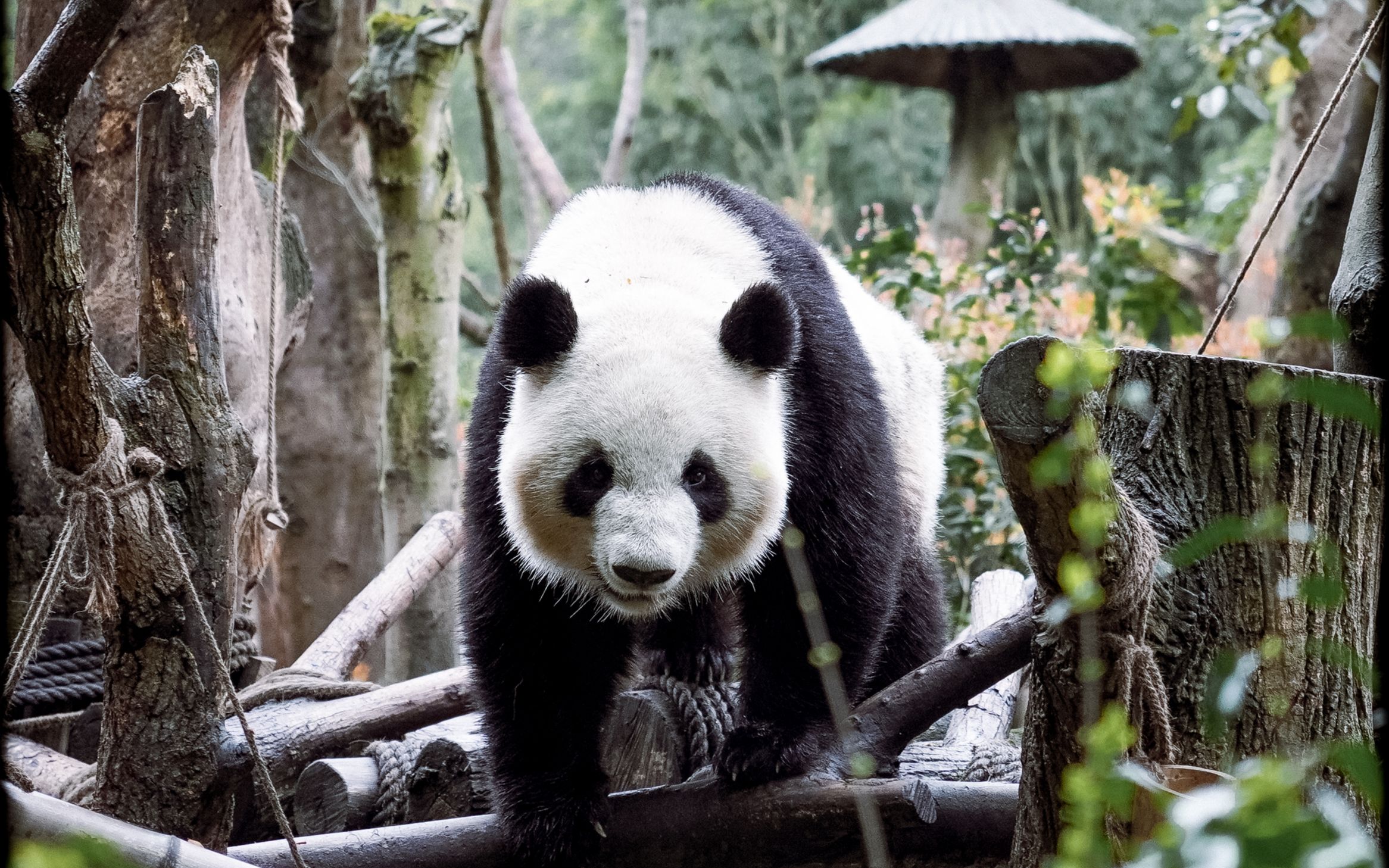 大熊猫吃,小熊猫睡【4k】