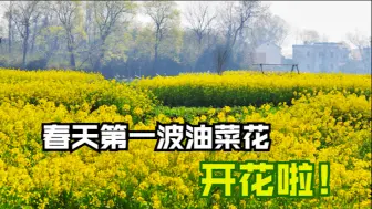 Download Video: 春天第一波油菜花开花啦！