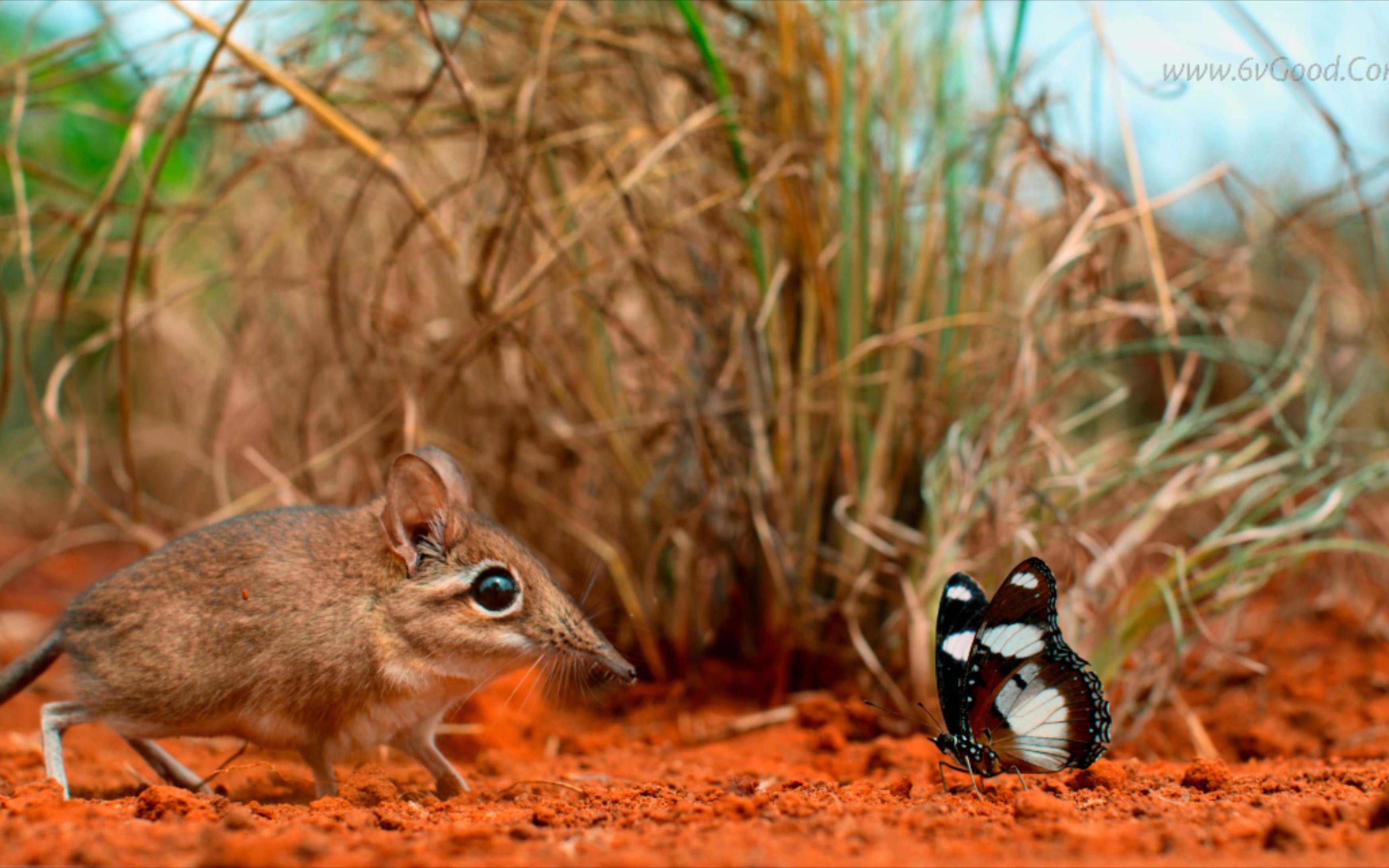 [图]小小世界 最美纪录片Tiny World