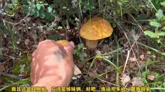 Download Video: 美味牛肝菌，捡到停不下来