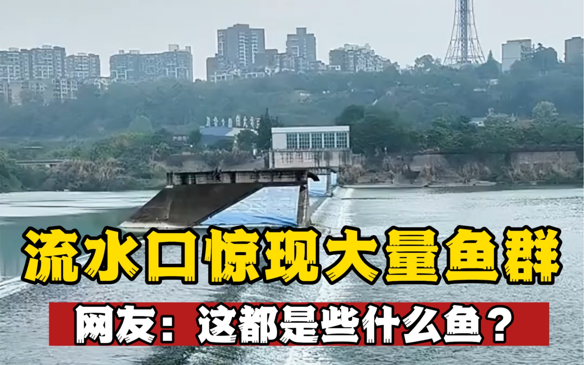 没想到河里的流水口会有这么多的鱼,来看看都是些什么鱼?哔哩哔哩bilibili