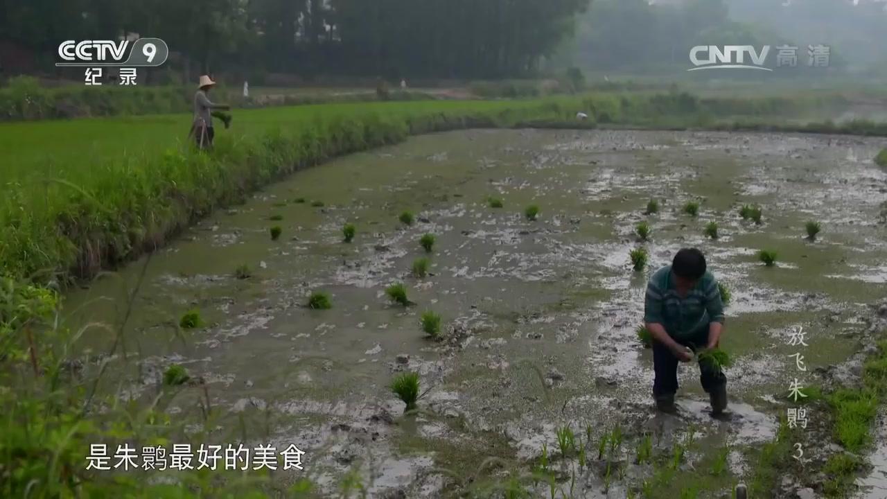 [图]《放飞朱鹮》 放飞朱鹮 第三集 _ CCTV纪录