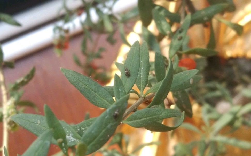 枸杞木虱在叶面上摇摆