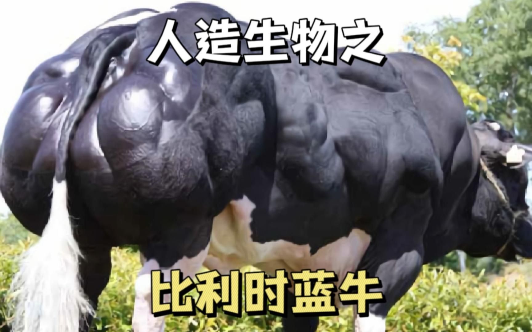 人造生物之比利时蓝牛
