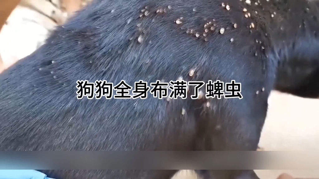 狗狗全身布满了蜱虫