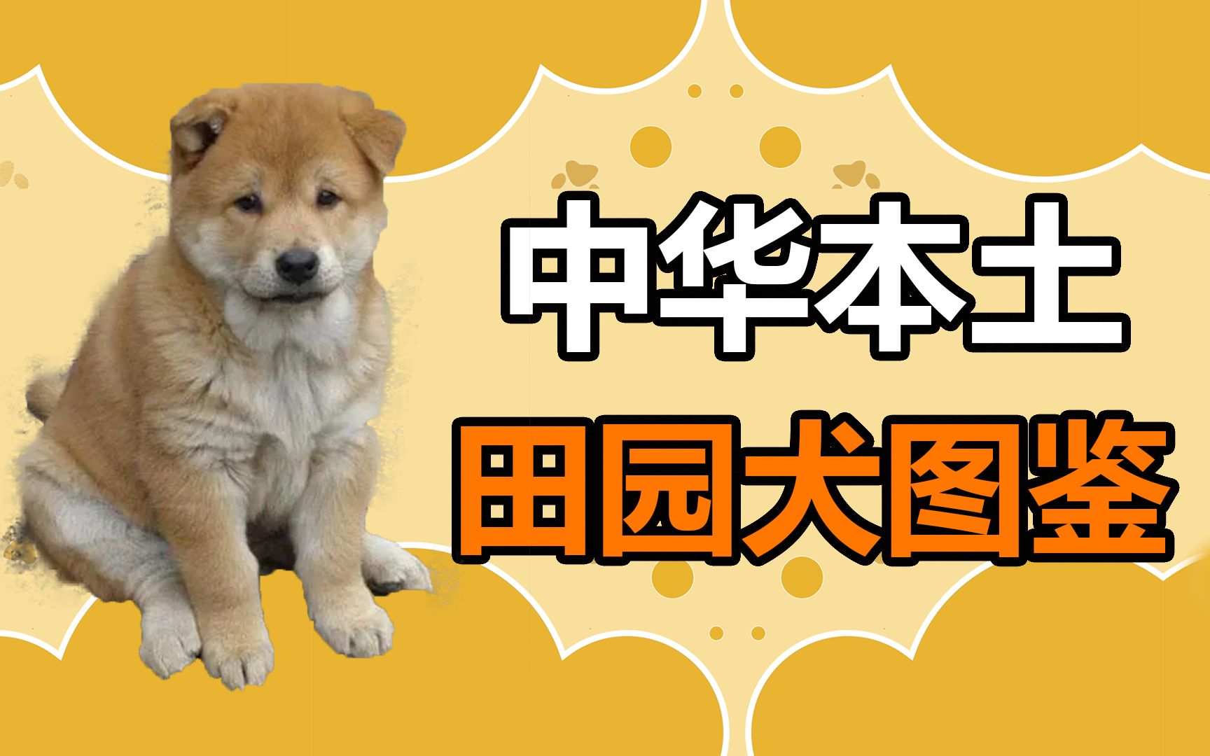 本土名犬——“中华田园犬”，它的优点，众人点赞 - 知乎