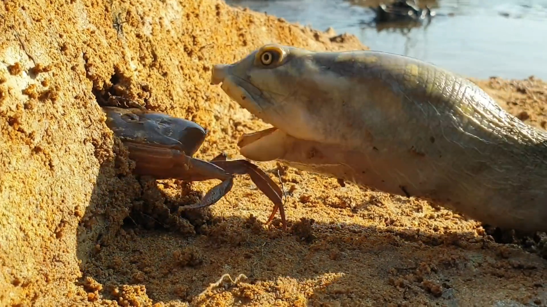 乌龟守株待兔捕食螃蟹,螃群奋力反抗,网友:生存不易!