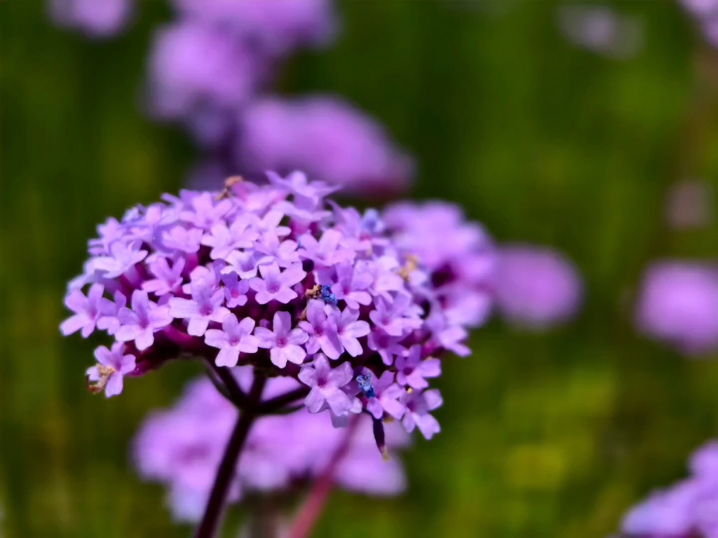 路边紫色的小花