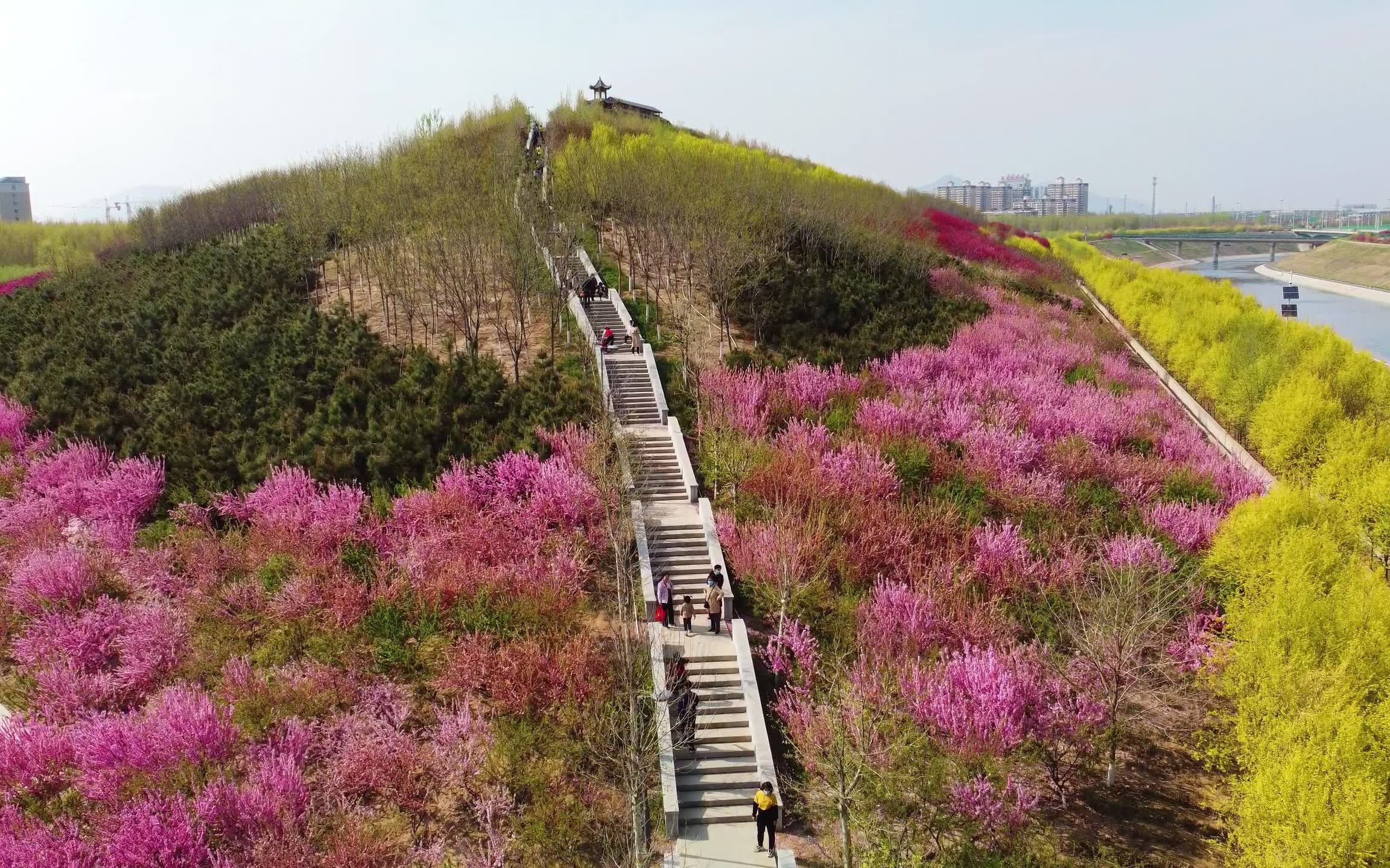 石家庄最美春天打卡点—翠屏湿地公园山花遍野时