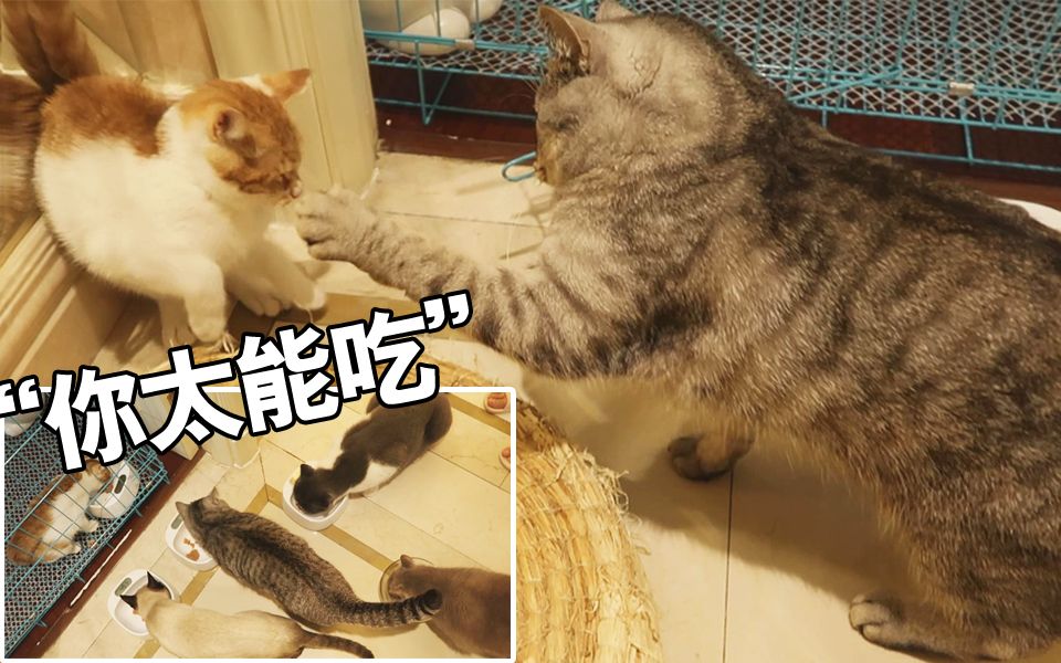 捡的小橘猫太能吃被家里4只大佬殴打警告地主家没有余粮啦