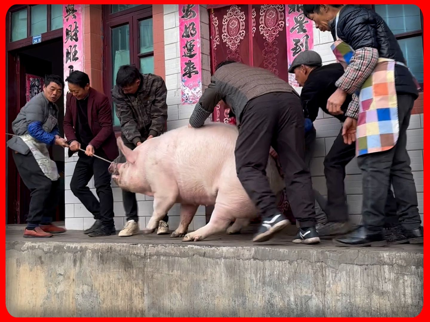 微紀錄片 - 殺年豬丨中國貴州農村殺豬實拍全過程