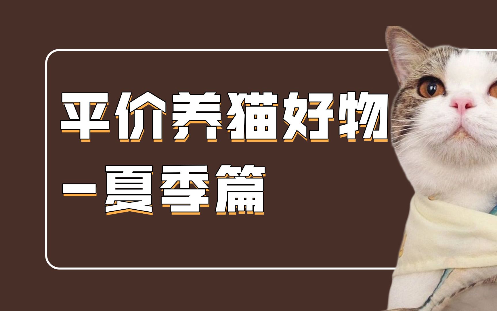 平价养猫好物夏日篇哔哩哔哩bilibili