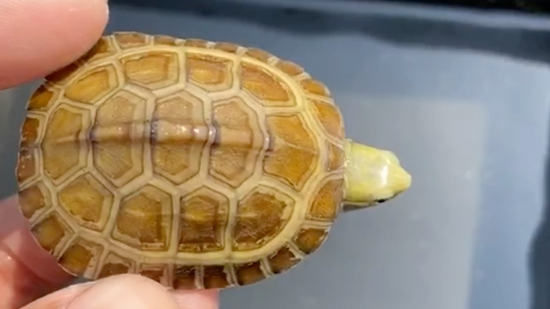 去年仿野金头皖喉无眼线极品纯种水锈小青龟