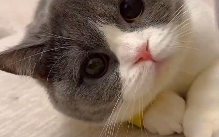 【宠物别墅】圆头圆脑的猫咪,谁会不爱呢!