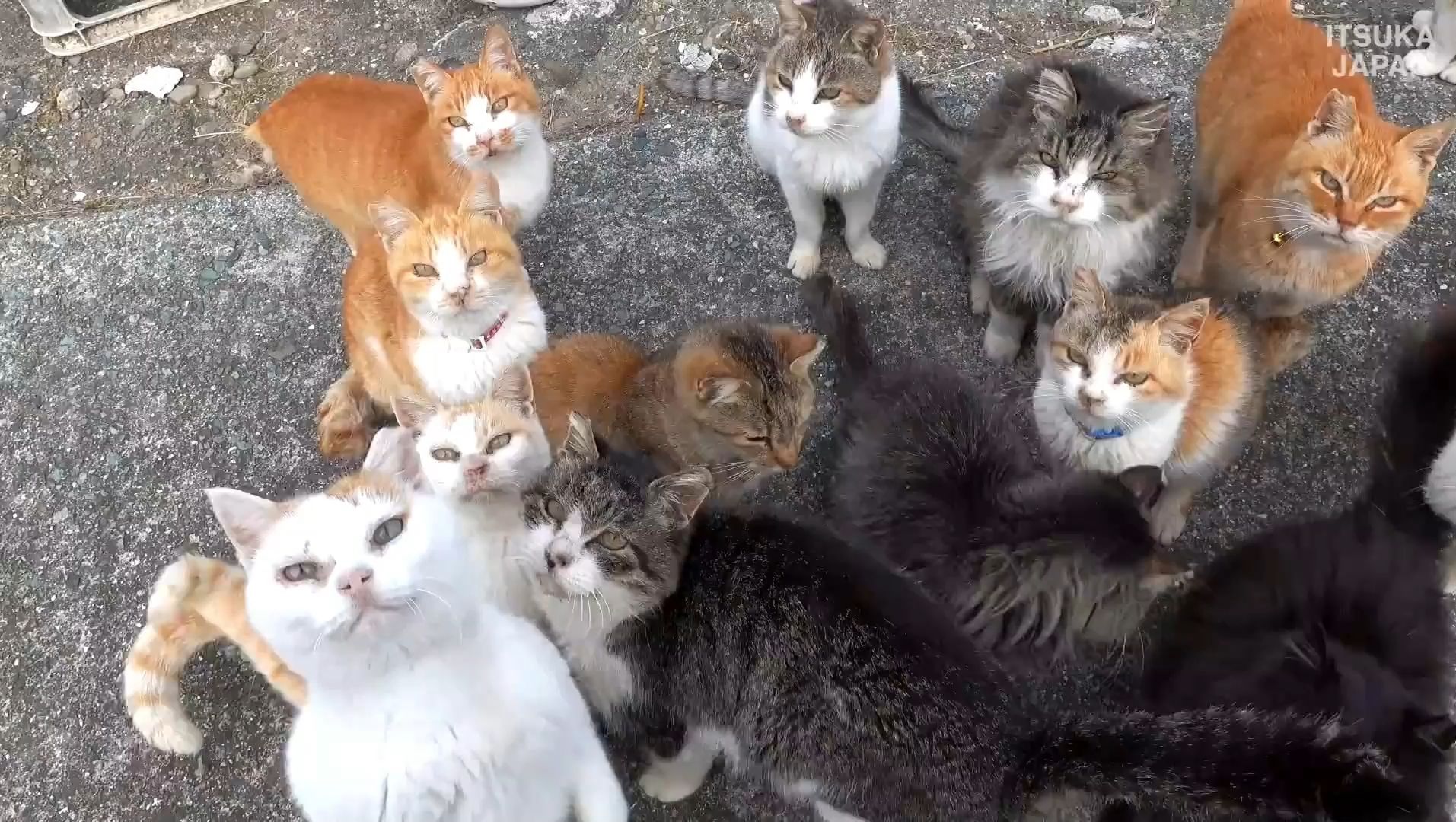 日本猫岛,那里的猫比人还多,老人和猫共存