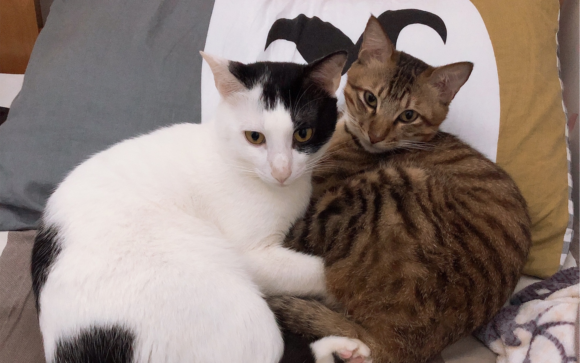 黏人精猫,躺的好好的突然开始互舔,然后就咬起来了