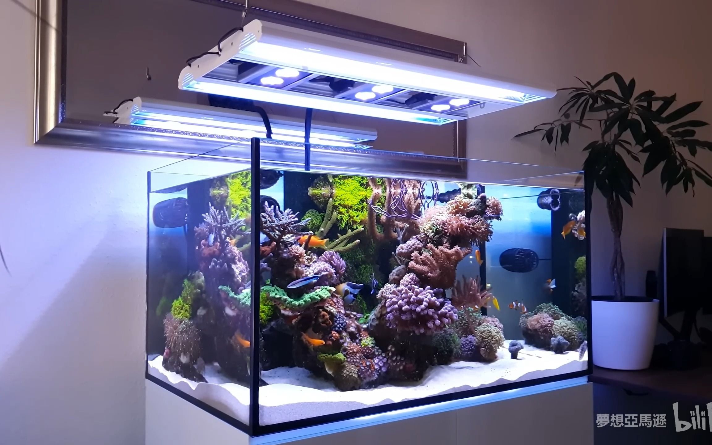 海缸 海缸欣赏