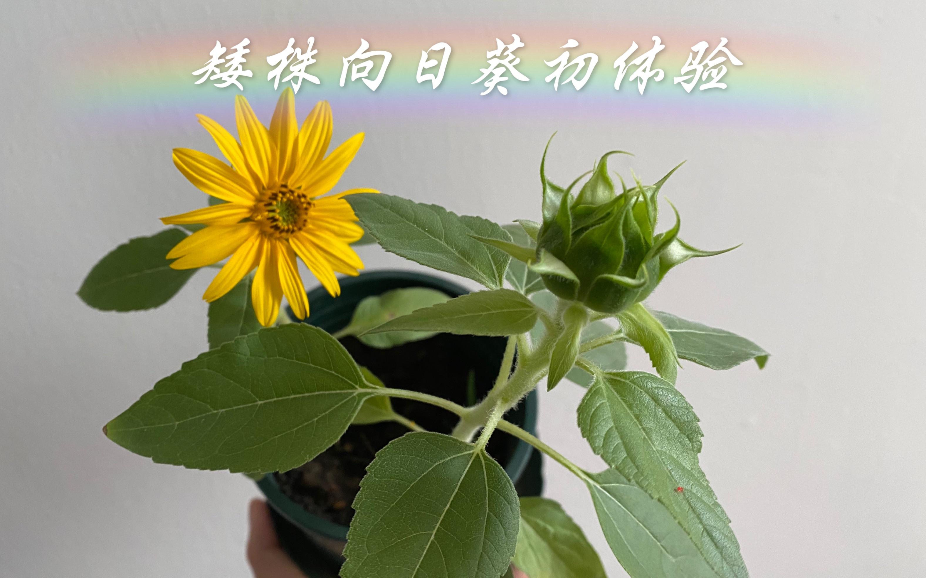 [图]矮株向日葵初体验！！养成系的快乐！！从一粒小种子到一朵小花，每天都有大变化！！