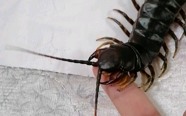 活动  巨人蜈蚣吃手手