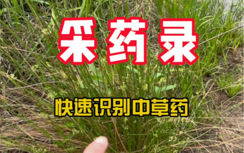 [图]【采药录】看到没有？又是一大批中草药来了