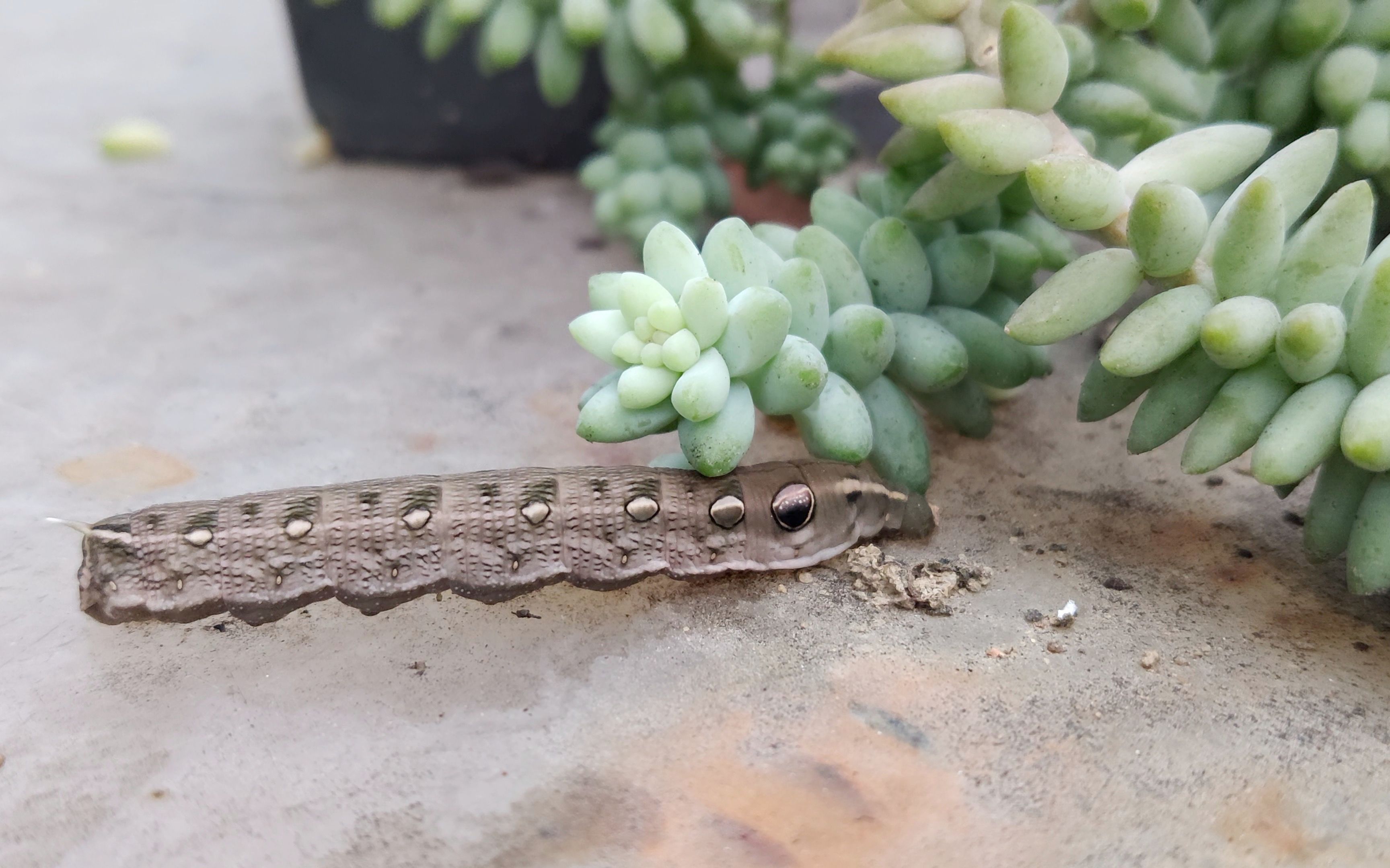 芋双线天蛾的幼虫4k短片