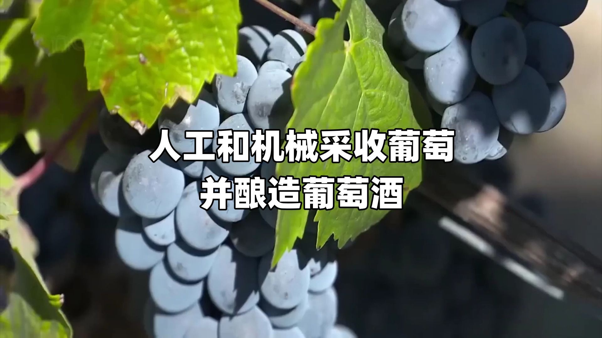 人工和机械采收葡萄并酿造葡萄酒哔哩哔哩bilibili