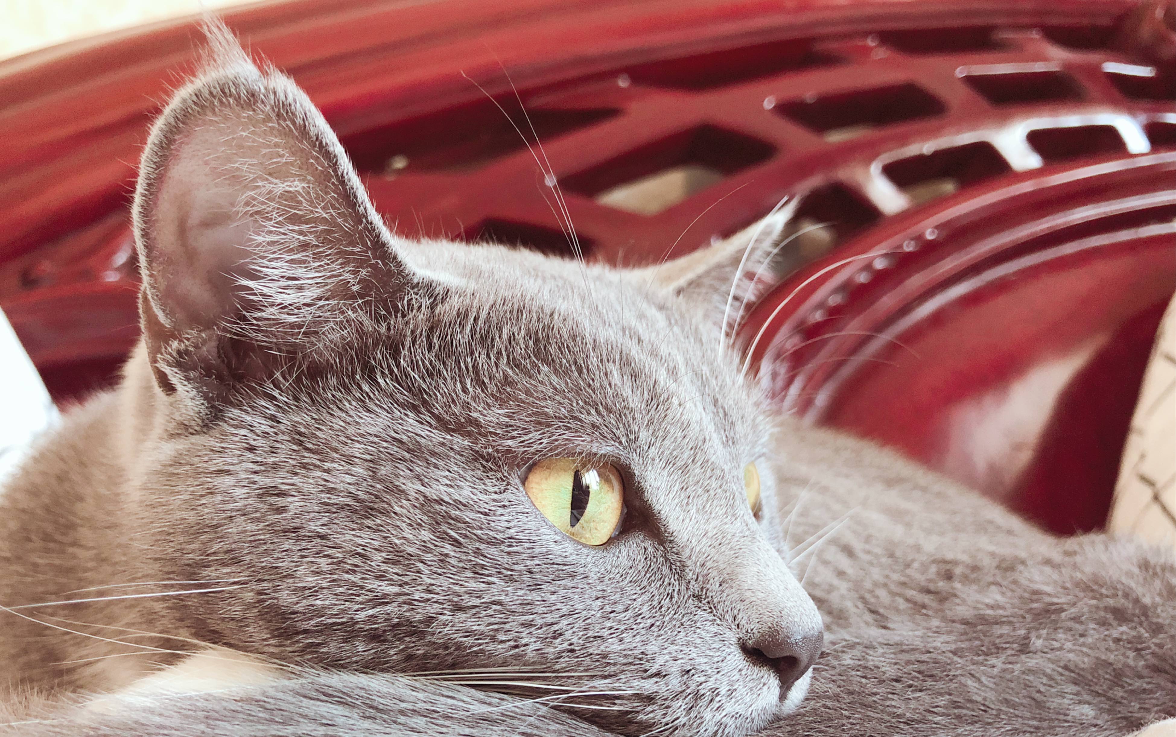 【傻瓜猫】新年新气象