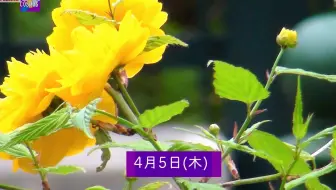 宝塚 宙组大剧场披露目天是红河岸集合日 哔哩哔哩 Bilibili