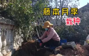 下载视频: 藤本月季栽种，爆枝是爆花的基础