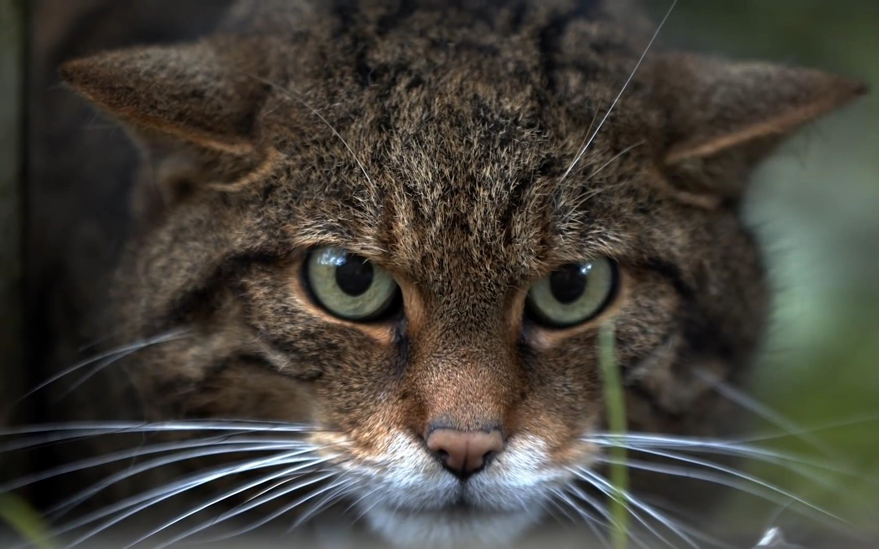 苏格兰野猫:高原上的精灵(scottish wildcat)