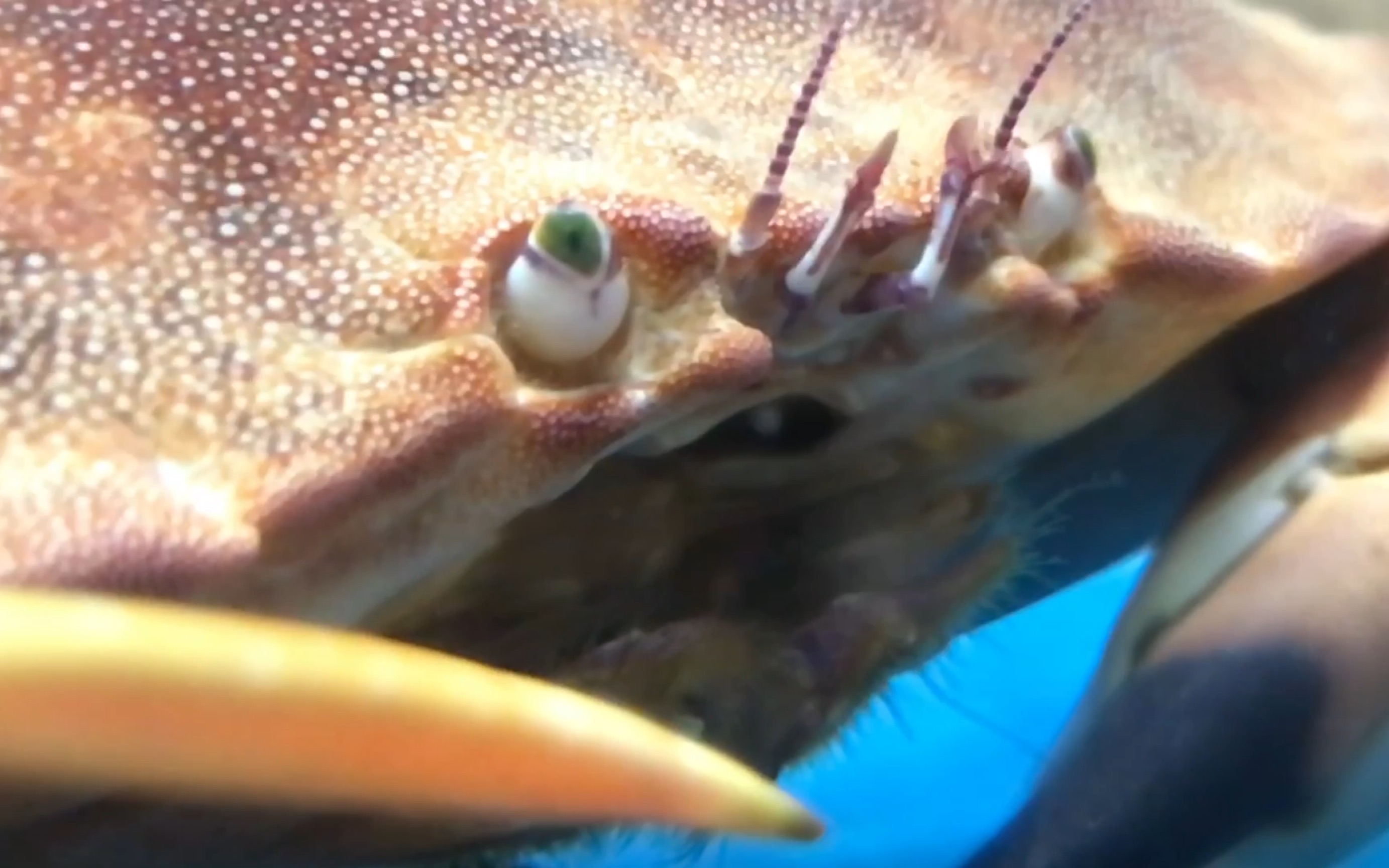 大螃蟹的嘴原来是这样