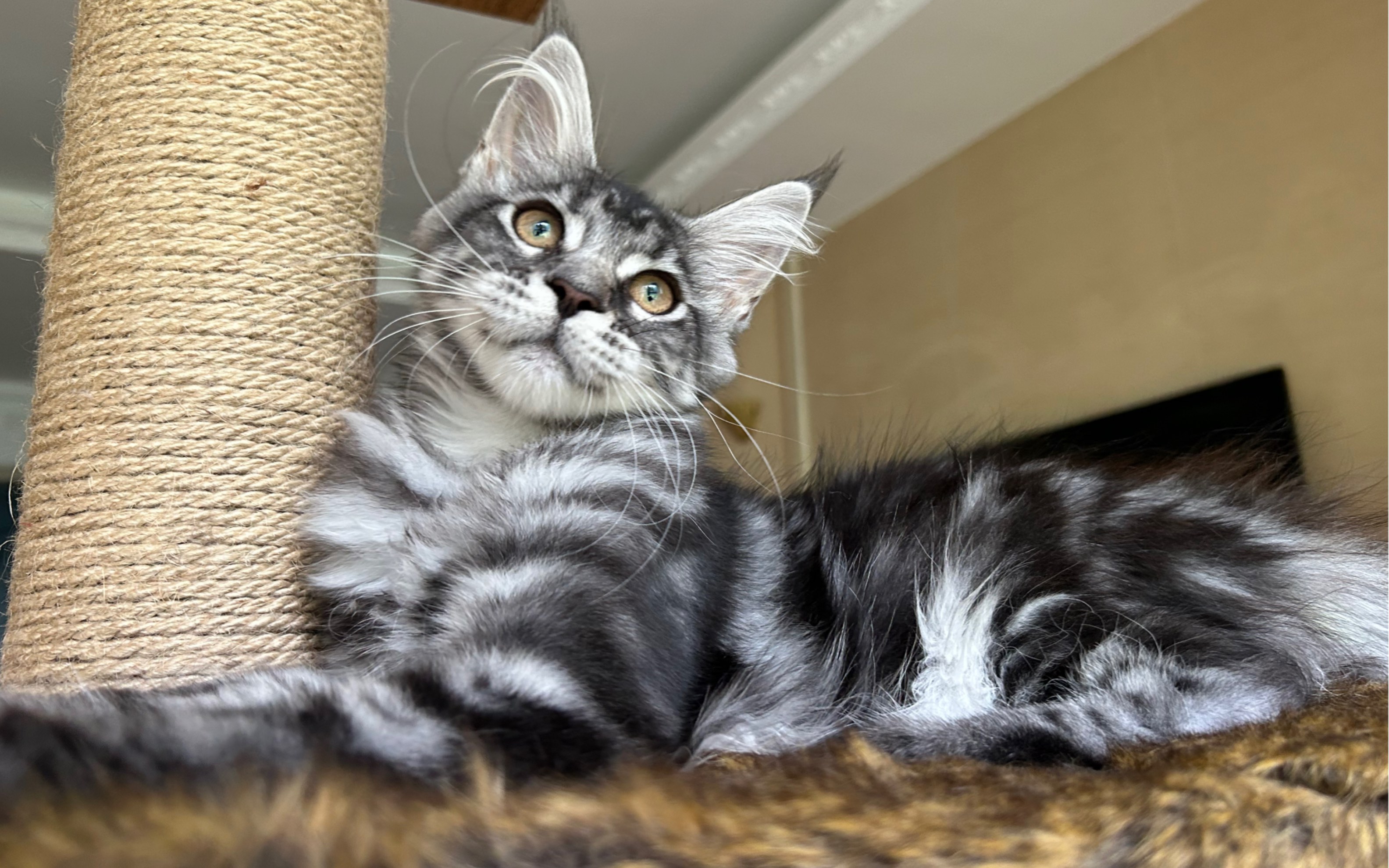 非常帅的缅因猫银虎斑妹妹,大理石纹路,这样子缅因猫你喜欢嘛