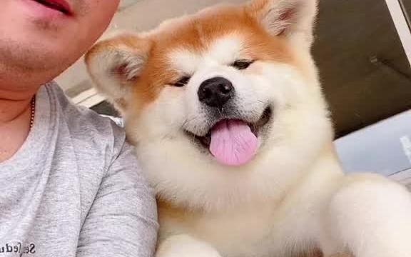 治愈系萌宠来了秋田犬萌宠