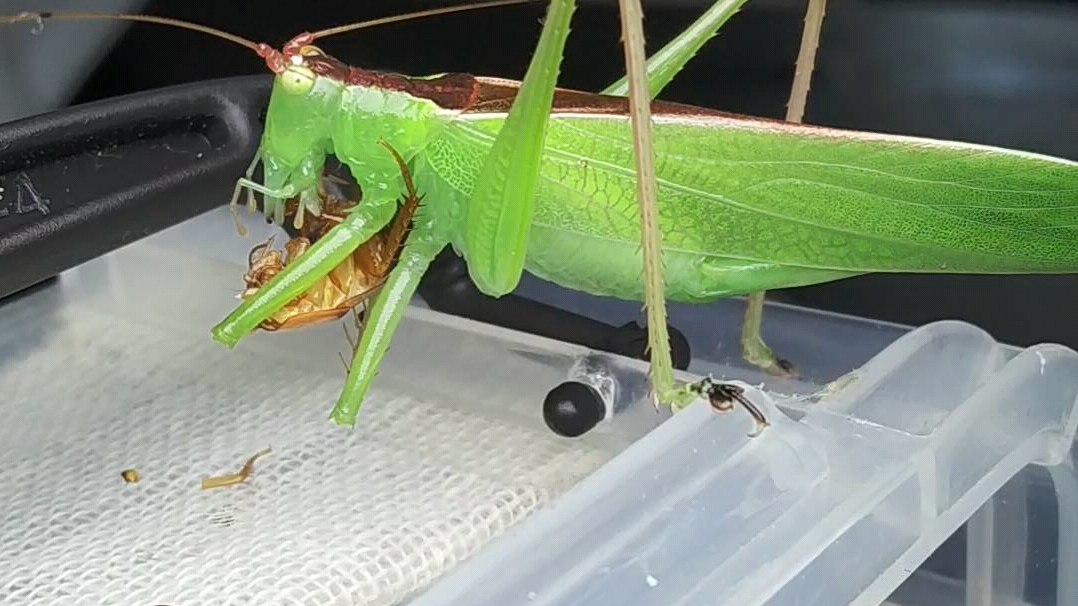 似织螽恰蟑(这似织好像帆翅啊……)