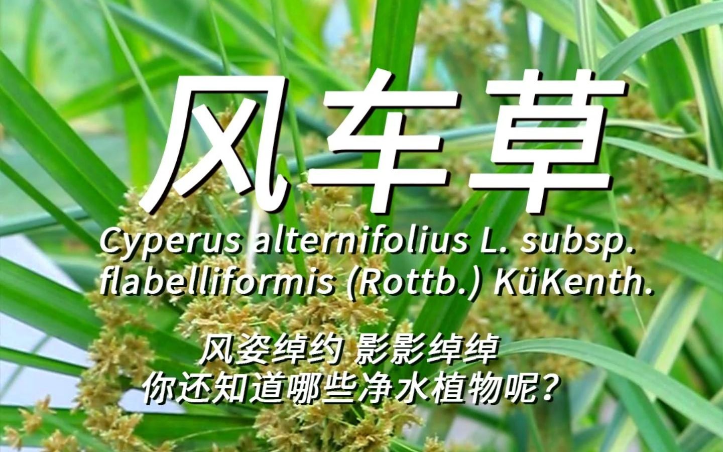 【无毒】你见过这种影影绰绰,风姿绰约的小阳伞吗?哔哩哔哩bilibili