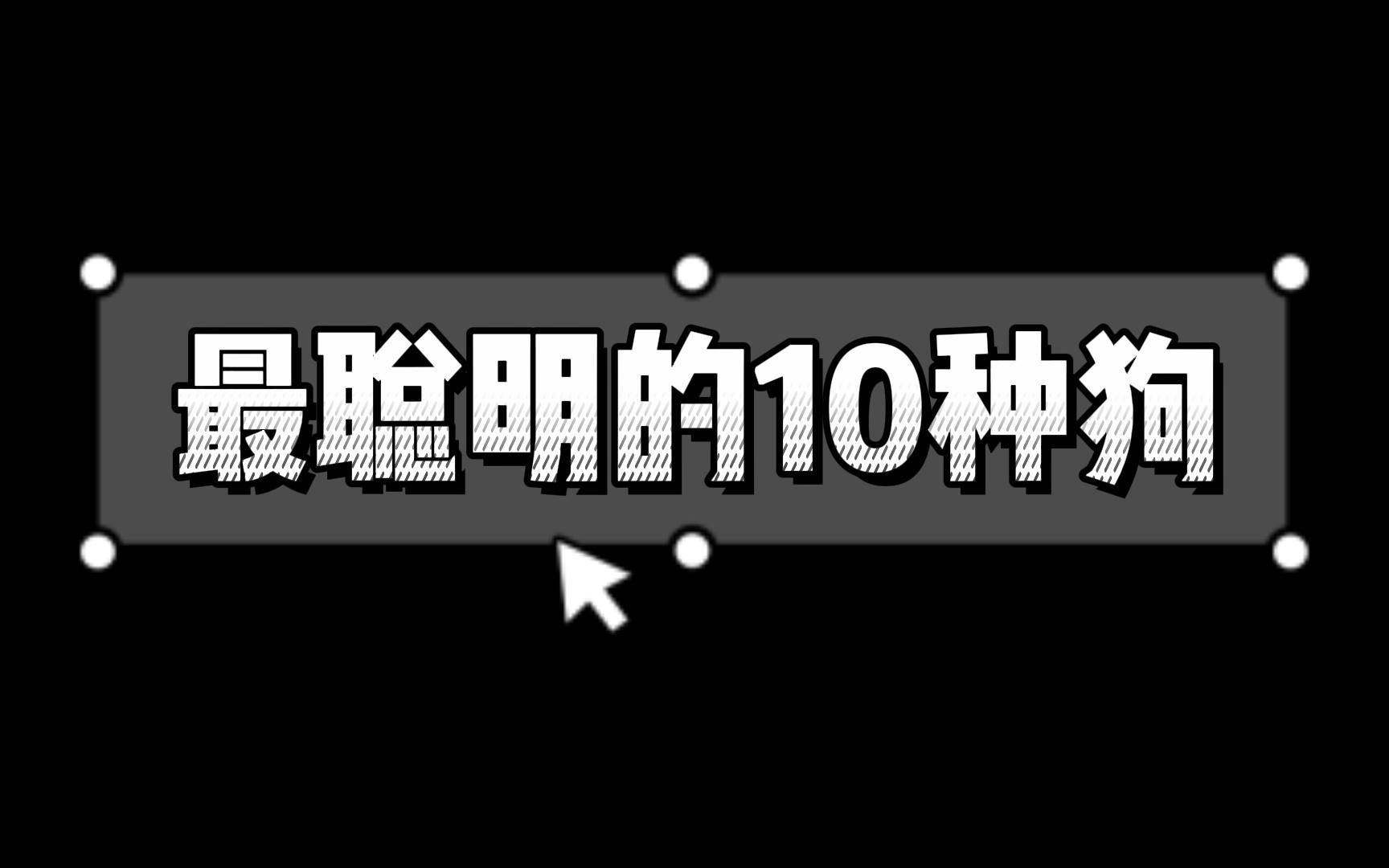 世界上最聪明的10种狗狗哔哩哔哩bilibili