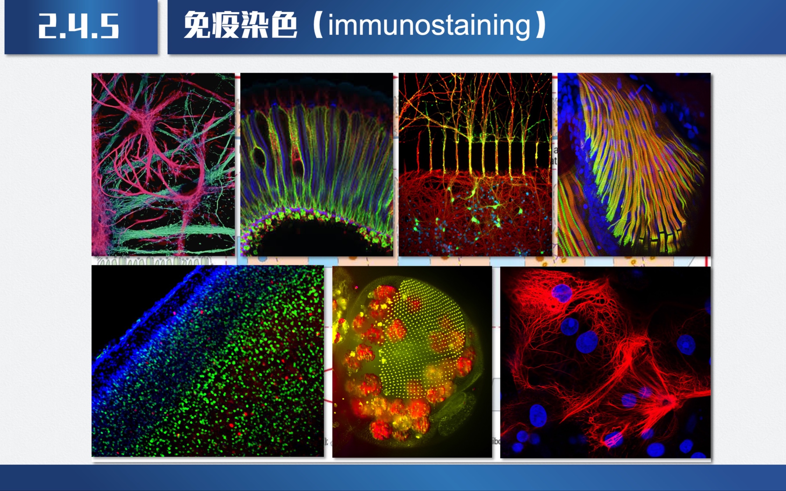 药学研究中的常用技术3哔哩哔哩bilibili